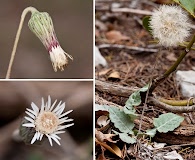 Chaptalia texana