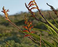 Chasmanthe floribunda