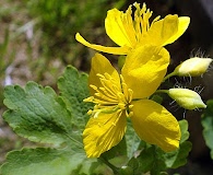 Chelidonium majus