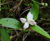 Chelone glabra