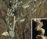 Chenopodium album