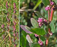 Chenopodium atrovirens