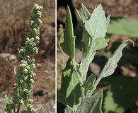 Chenopodium berlandieri