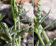 Chenopodium desiccatum