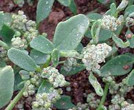 Chenopodium incanum