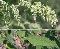 Chenopodium standleyanum