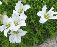 Cherleria arctica