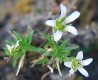 Cherleria biflora