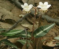 Chimaphila maculata