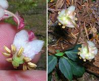 Chimaphila menziesii