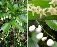 Chiococca alba