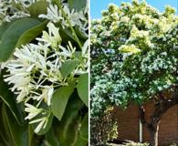 Chionanthus retusus