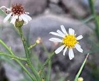 Chloracantha spinosissima