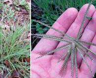 Chloris X subdolichostachya