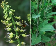 Chlorocrambe hastata