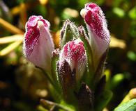 Chloropyron maritimum