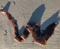 Chondracanthus harveyanus