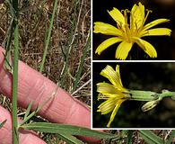 Chondrilla juncea