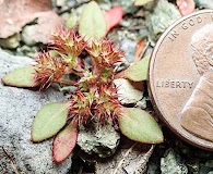 Chorizanthe aphanantha