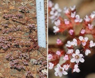 Chorizanthe breweri