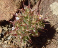 Chorizanthe clevelandii