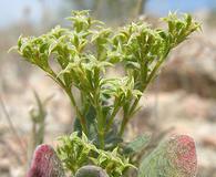 Chorizanthe corrugata