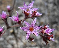 Chorizanthe fimbriata