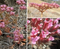 Chorizanthe palmeri