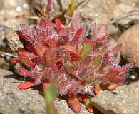 Chorizanthe polygonoides