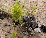 Chorizanthe rigida