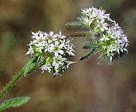 Chorizanthe robusta