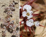 Chorizanthe spinosa