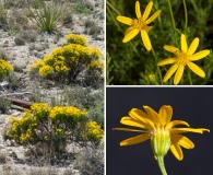 Chrysactinia mexicana