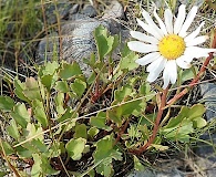 Chrysanthemum arcticum