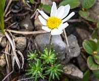 Chrysanthemum integrifolium