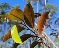 Chrysophyllum oliviforme