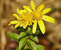 Chrysopsis mariana