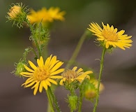 Chrysopsis scabrella