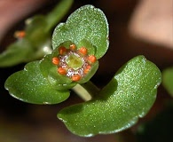 Chrysosplenium americanum