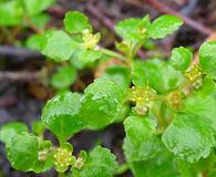 Chrysosplenium glechomifolium