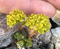 Chrysosplenium wrightii