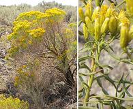 Chrysothamnus viscidiflorus