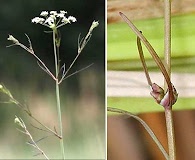 Cicuta bulbifera