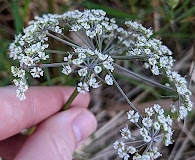 Cicuta virosa