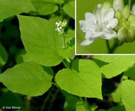 Circaea alpina