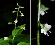 Circaea canadensis