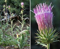 Cirsium andersonii