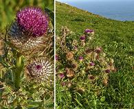 Cirsium andrewsii