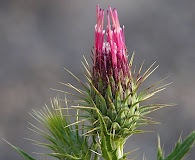 Cirsium arizonicum