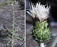 Cirsium brevifolium